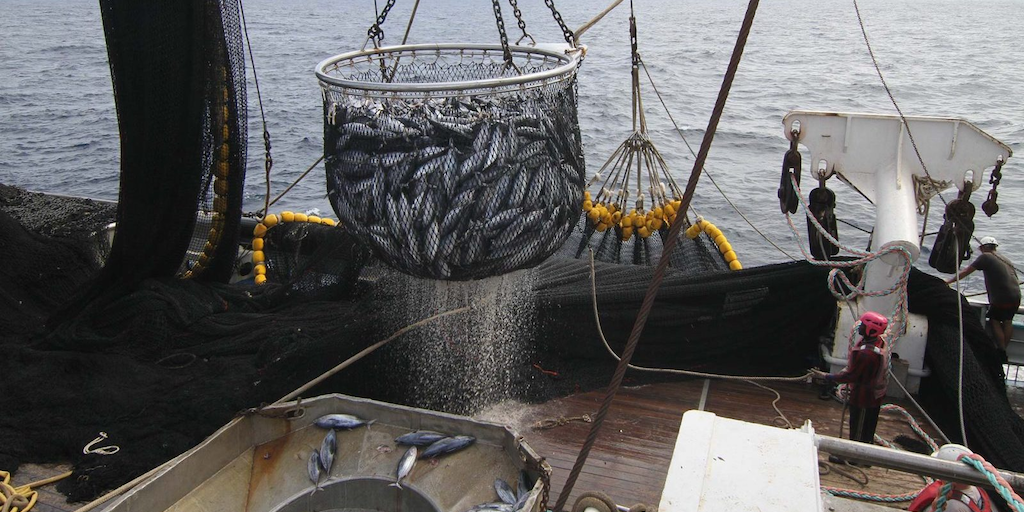 Read more about the article French fleet loses out on skipjack