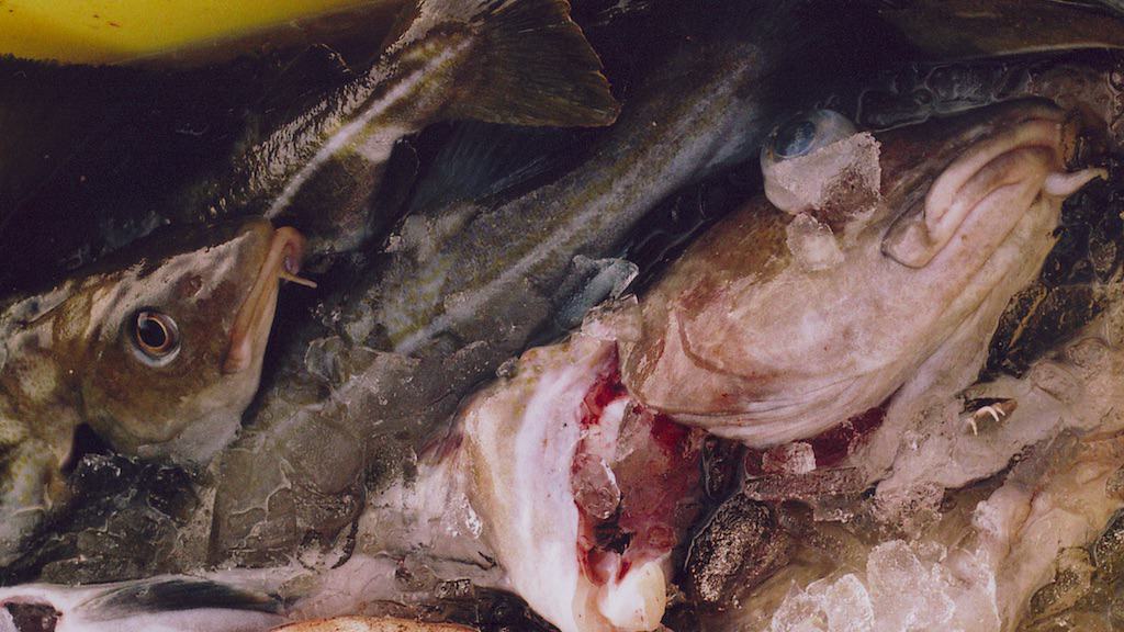 Read more about the article Barents Sea cod quota reduction