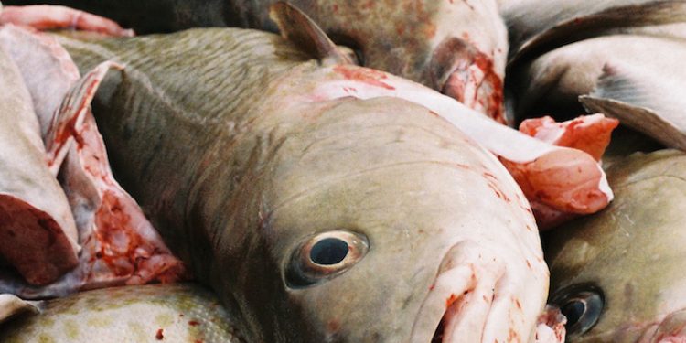 Baltic cod quotas get savage cuts next year - @ Fiskerforum