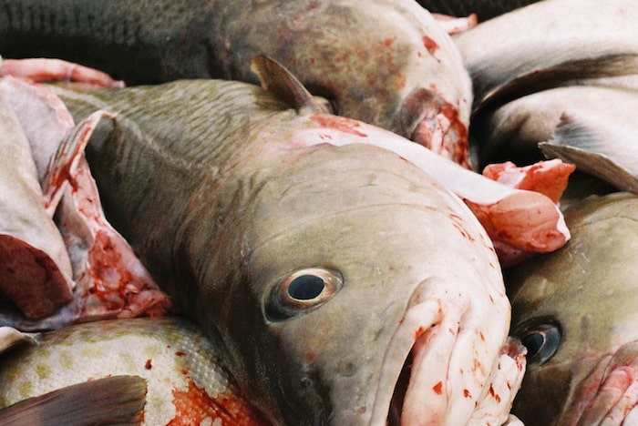 Read more about the article Cuts for western Baltic cod