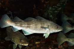 Read more about the article Low levels of mercury in Norwegian cod