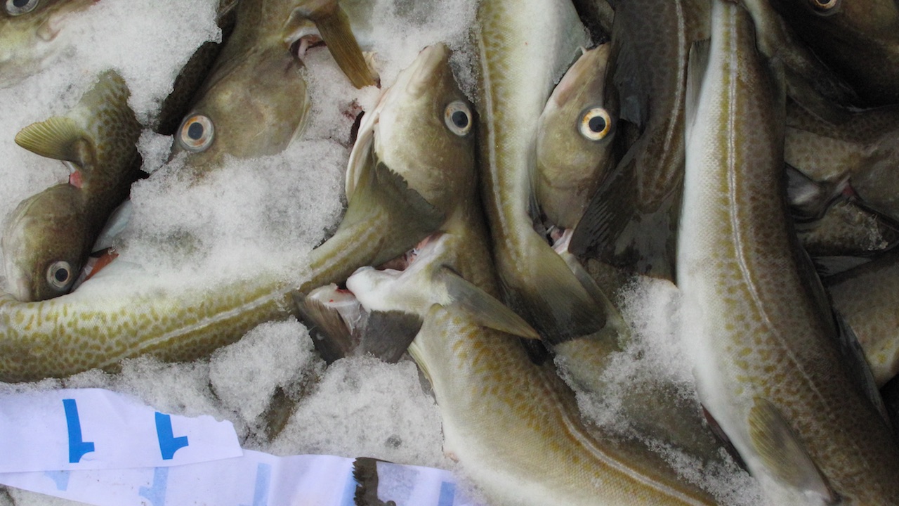 Read more about the article Union blasts plans for northern cod re-opening