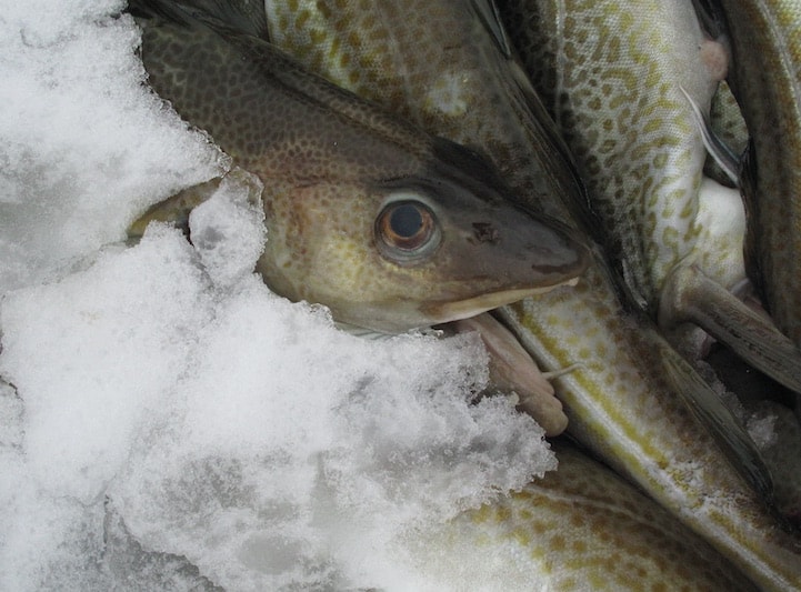 Read more about the article Atlantic cod on US danger list
