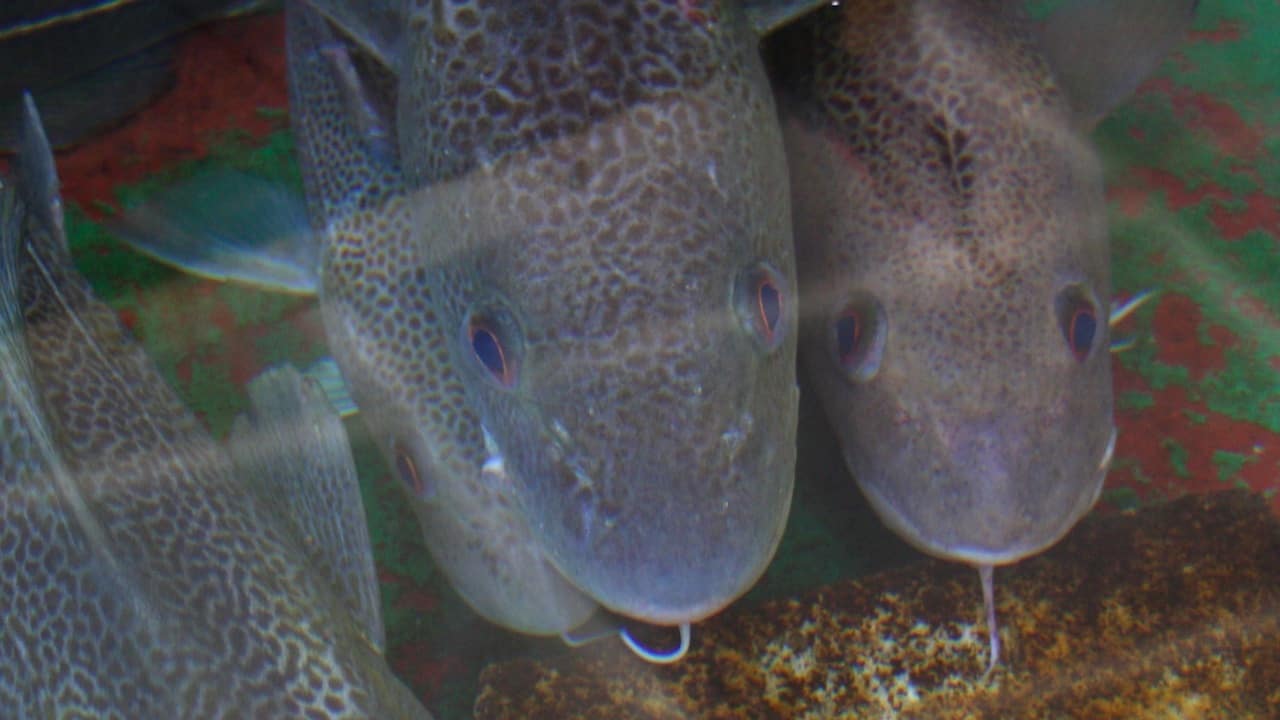 Read more about the article Dramatic cod quota reduction