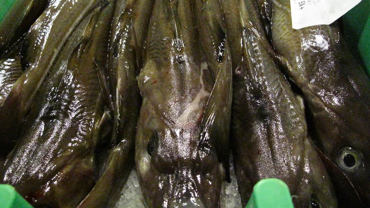 Read more about the article EU calls out Norway and Russia on Arctic cod