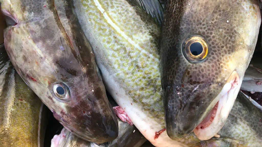 Read more about the article Small increase recommended for Barents Sea cod fishery