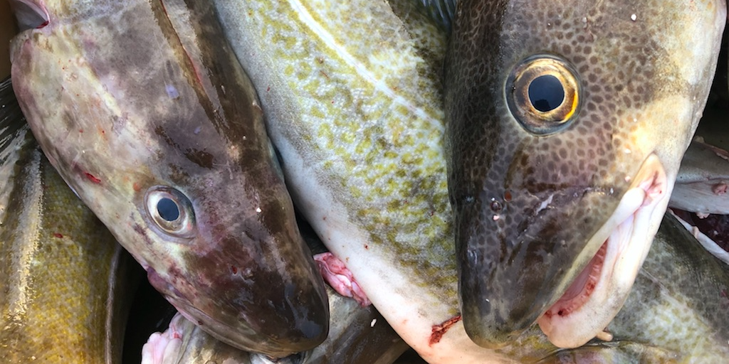 Read more about the article Cod increasingly central to Greenlandic fisheries