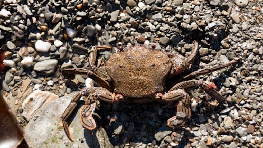 Read more about the article Crustacean mortality findings inconclusive
