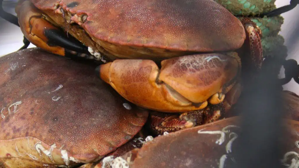 Read more about the article Filling the gap in crab and lobster fisheries knowledge