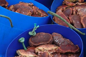 One of the three pilot management arrangements in Scottish waters is designed to protect the brown crab fishery - @ Fiskerforum