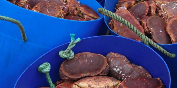 One of the three pilot management arrangements in Scottish waters is designed to protect the brown crab fishery - @ Fiskerforum
