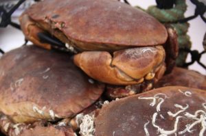 Shetland has the only MSC certified brown crab fishery in the world - @ Fiskerforum