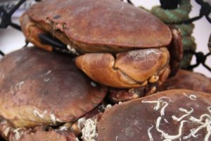 Shetland has the only MSC certified brown crab fishery in the world - @ Fiskerforum