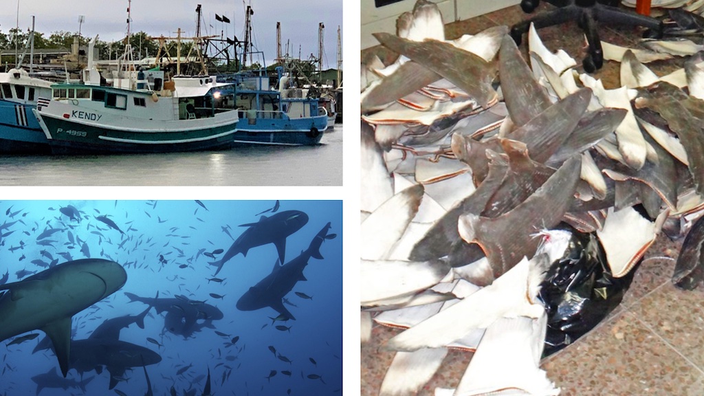 Read more about the article Calling out Costa Rica for fisheries management failures