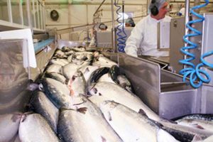 Salmon could contain Listeria monocytogenes.  Photo: NIFES - @ Fiskerforum