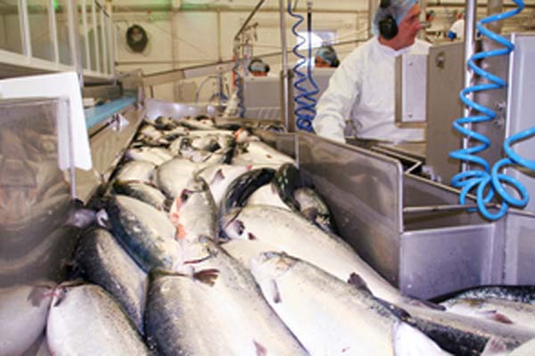 Read more about the article Salmon could contain Listeria monocytogenes