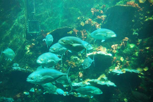 Read more about the article European Commission announces deductions from 2014 fishing quotas