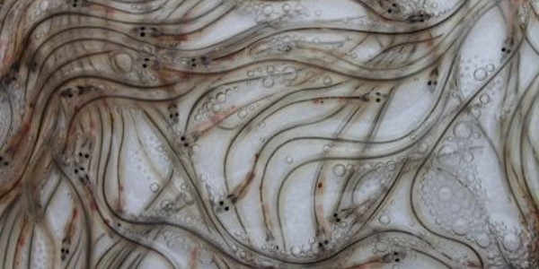 Read more about the article Sentences passed for eel trafficking offences