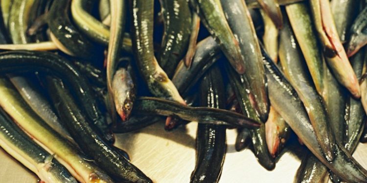The EU Commission has failed to inform and consult on proposed eel measures