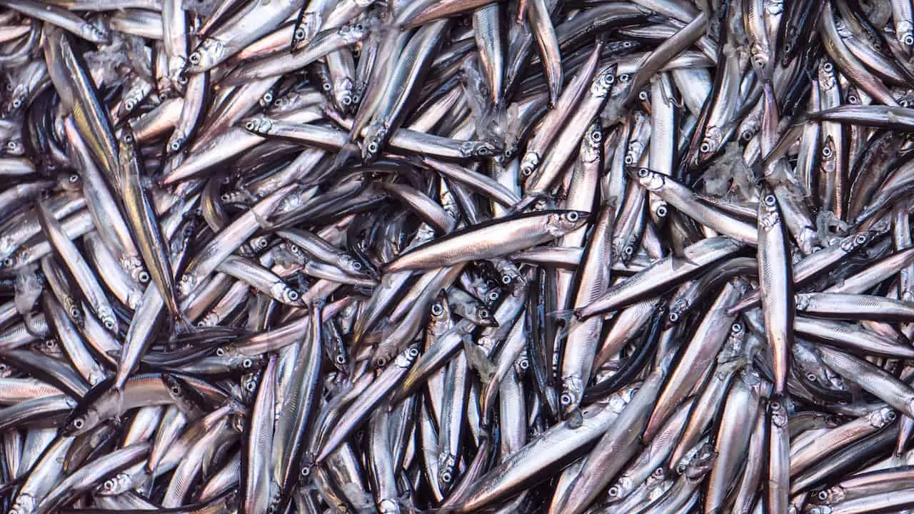 Read more about the article Federation offers capelin survey support