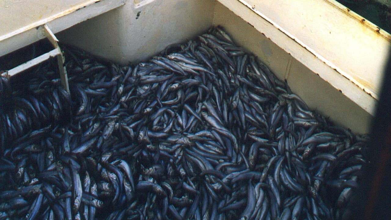 Read more about the article Will salmon producers boycott blue whiting?