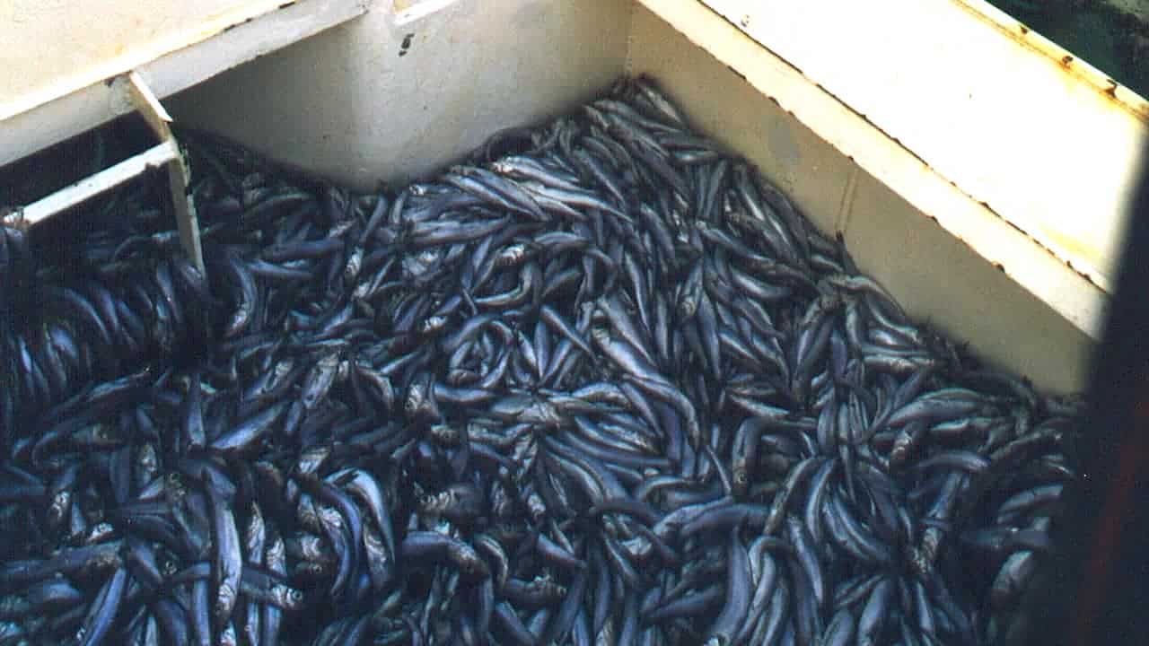 Read more about the article Irish industry calls for radical reset on pelagic fisheries