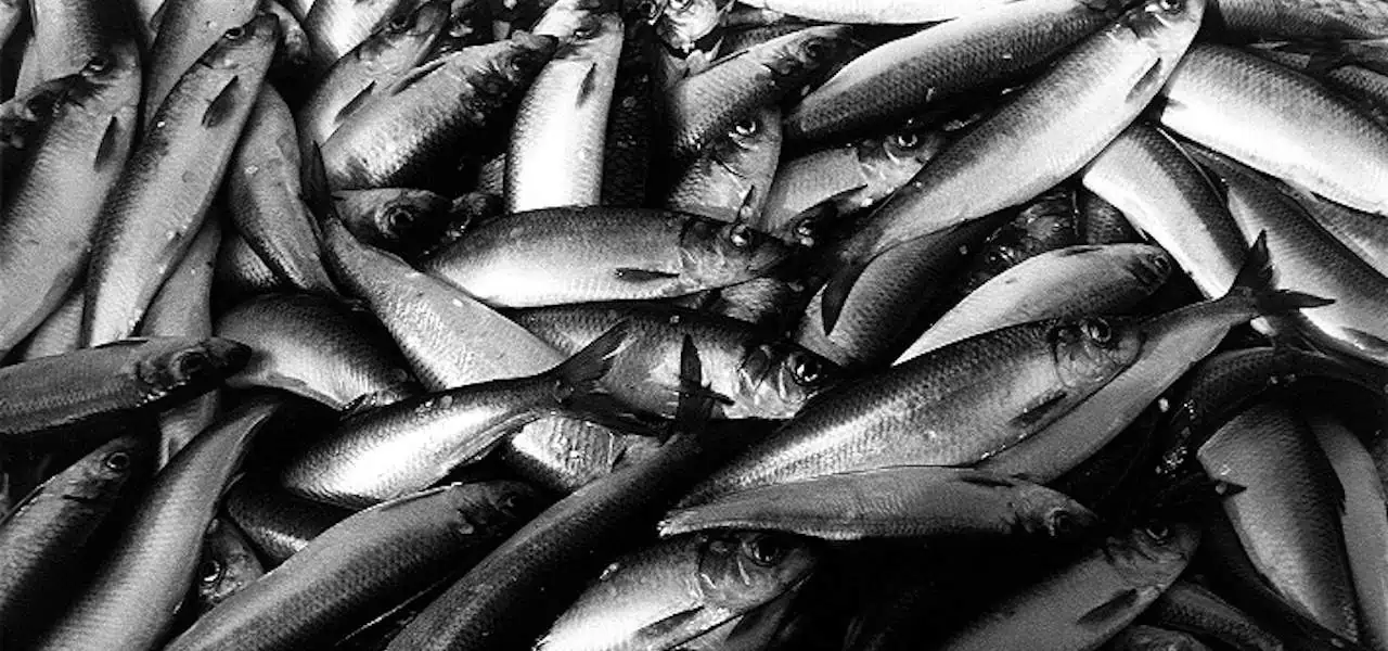 Read more about the article New agreements for Atlanto-Scandian herring and blue whiting