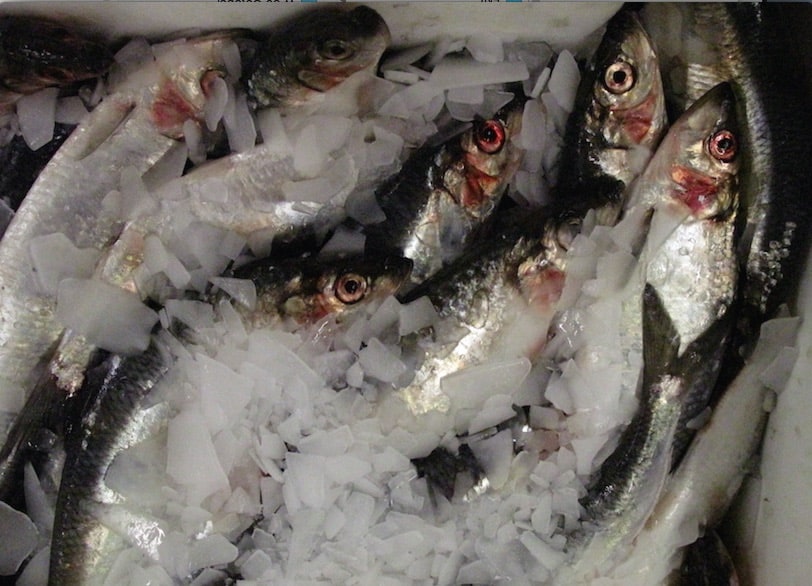 Read more about the article Norway hikes herring quota