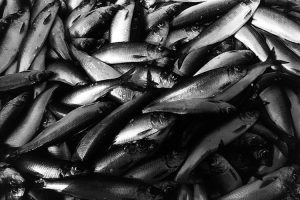 Finland's herring and sprat fisheries are entering MSC assessment - @ Fiskerforum