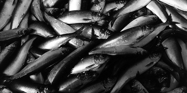 Finland's herring and sprat fisheries are entering MSC assessment - @ Fiskerforum