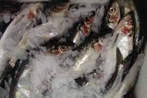 SPSG and PFA North Sea herring retains MSC ecolabel - @ Fiskerforum