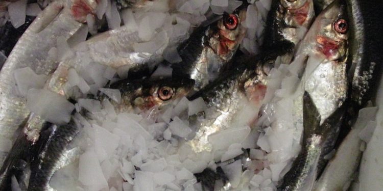 SPSG and PFA North Sea herring retains MSC ecolabel - @ Fiskerforum