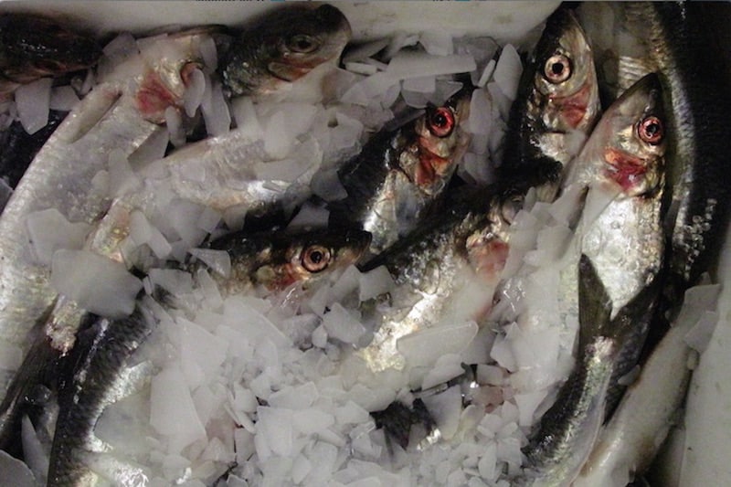 Read more about the article Capelin and herring advice announced