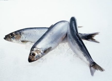 Read more about the article Record January Exports of Pelagic Fish