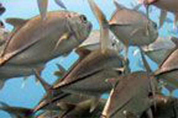 Read more about the article MSC certified fisheries delivering environmental improvements