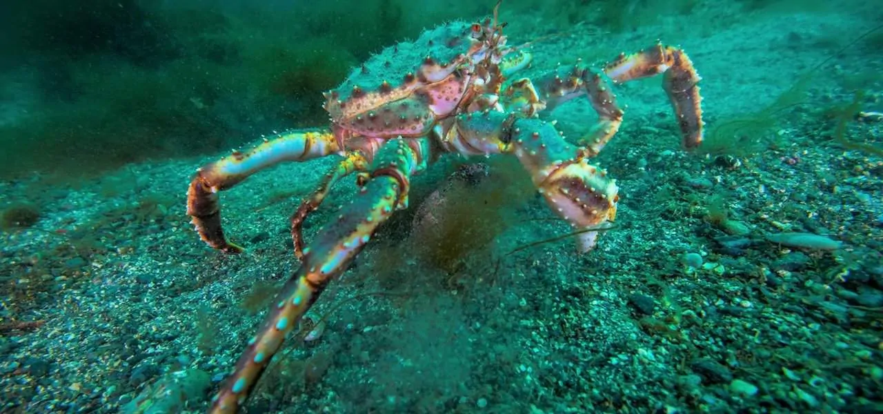Read more about the article King crab quota increase recommended