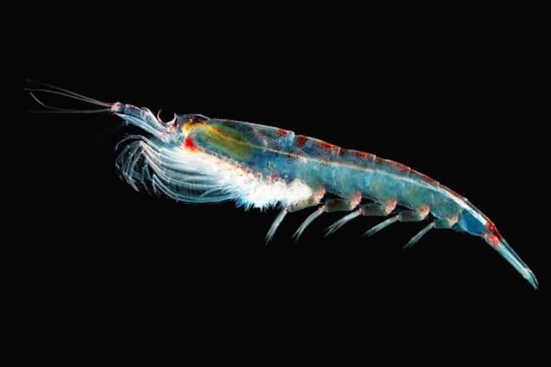 Read more about the article Antarctic krill mortality study