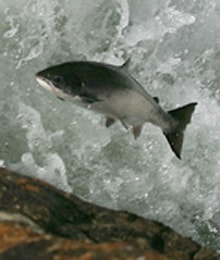 Read more about the article Interactions between Farmed and Wild Salmon as it applies to escapees and salmon lice