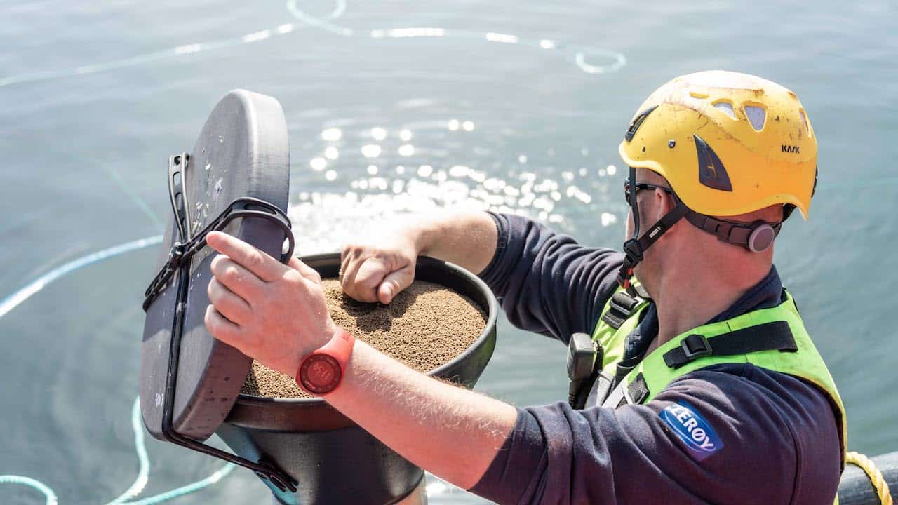 Read more about the article Norwegian salmon delivers on deforestation soy