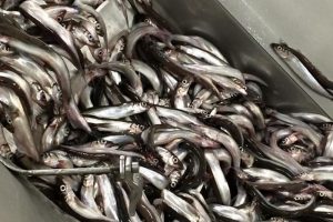 Fishing for capelin in the Barents Sea is picking up - @ Fiskerforum