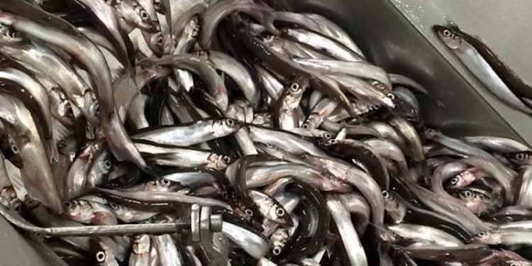 Fishing for capelin in the Barents Sea is picking up - @ Fiskerforum