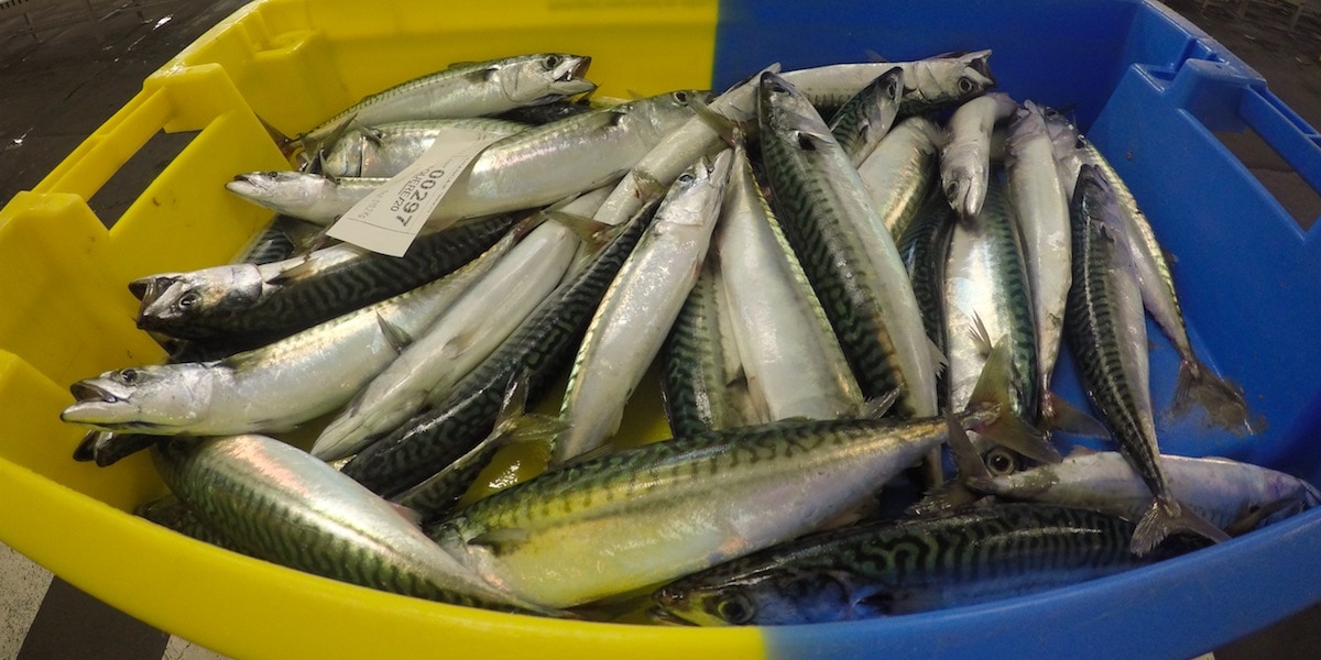 Read more about the article ICES mackerel advice doubled 