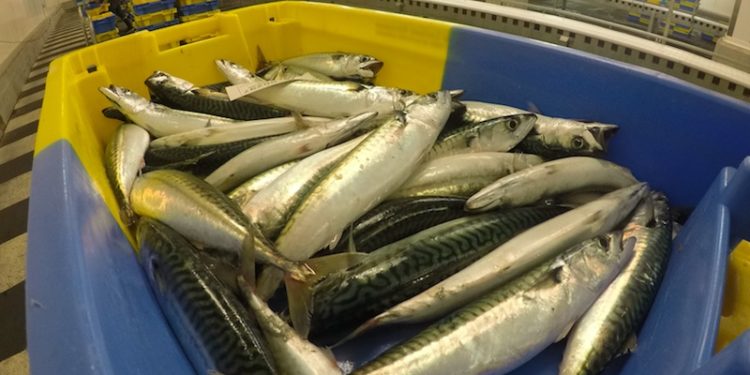 ICES has recommended a 42% reduction in mackerel catches in 2019 - @ Fiskerforum