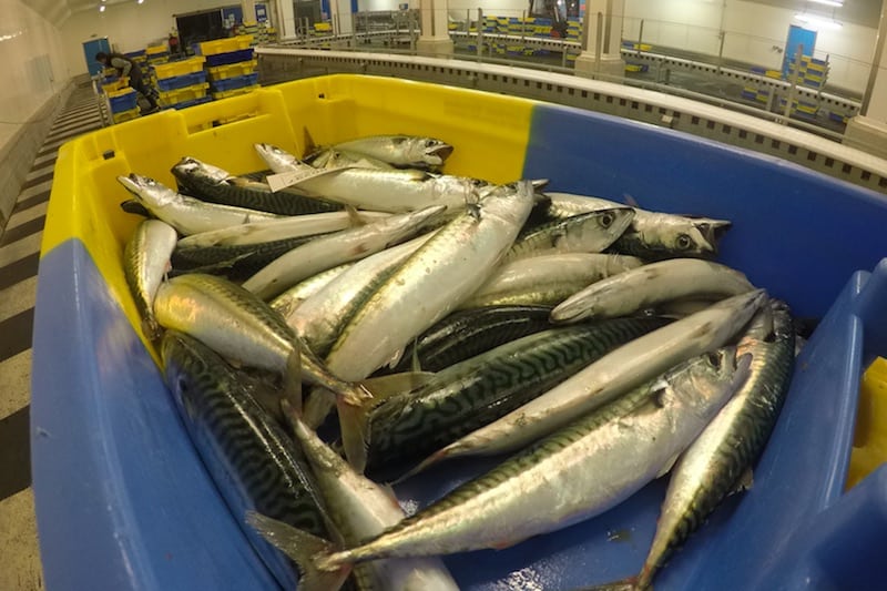 Read more about the article Mackerel quota slash advice
