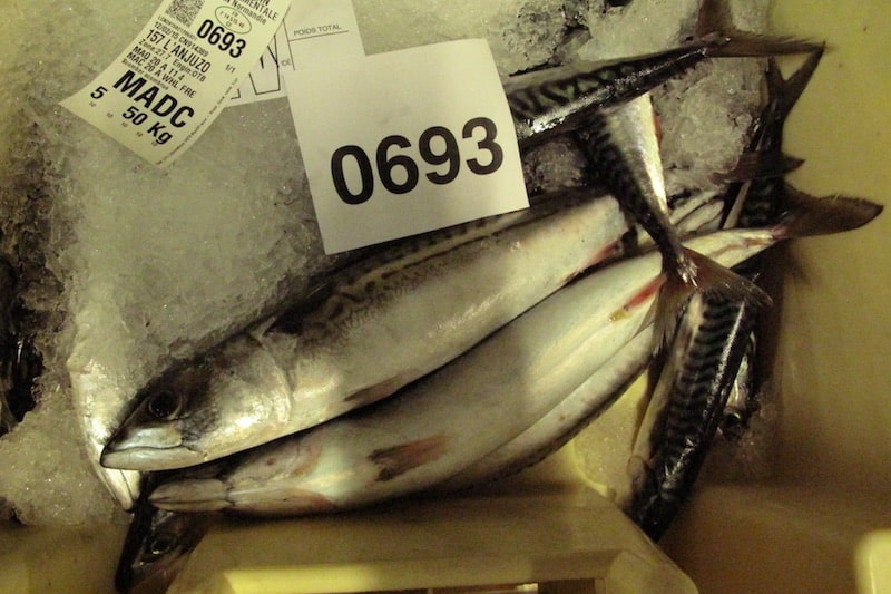 Read more about the article Uncertainty over 2019 mackerel advice