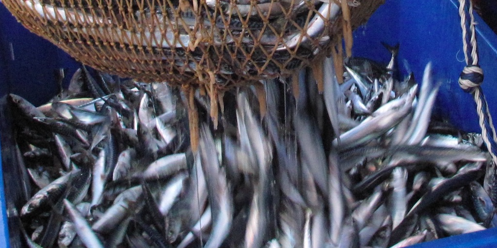 Read more about the article Scottish pelagic sector slams mackerel red-listing