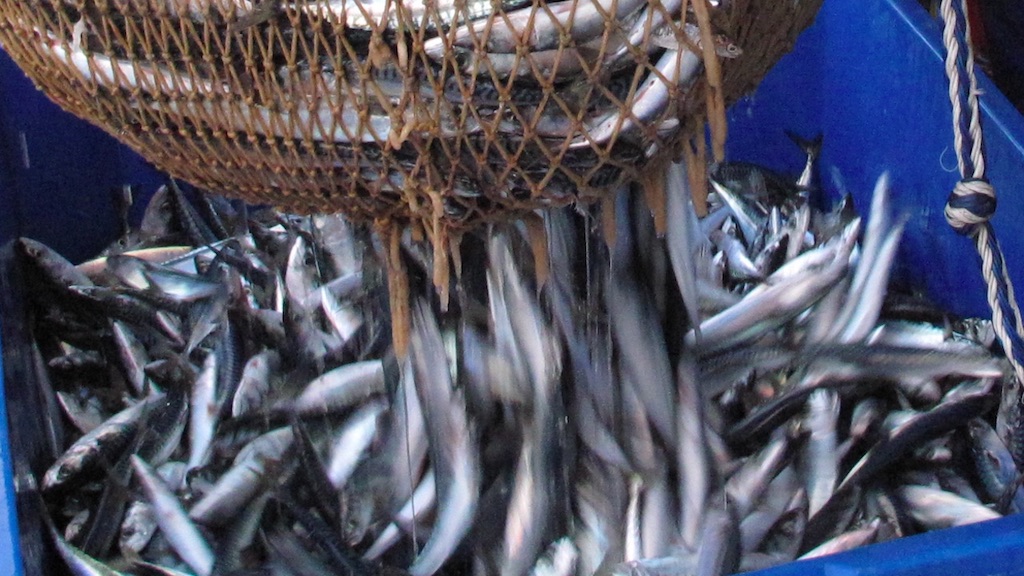 Read more about the article Lowest mackerel advice in a decade