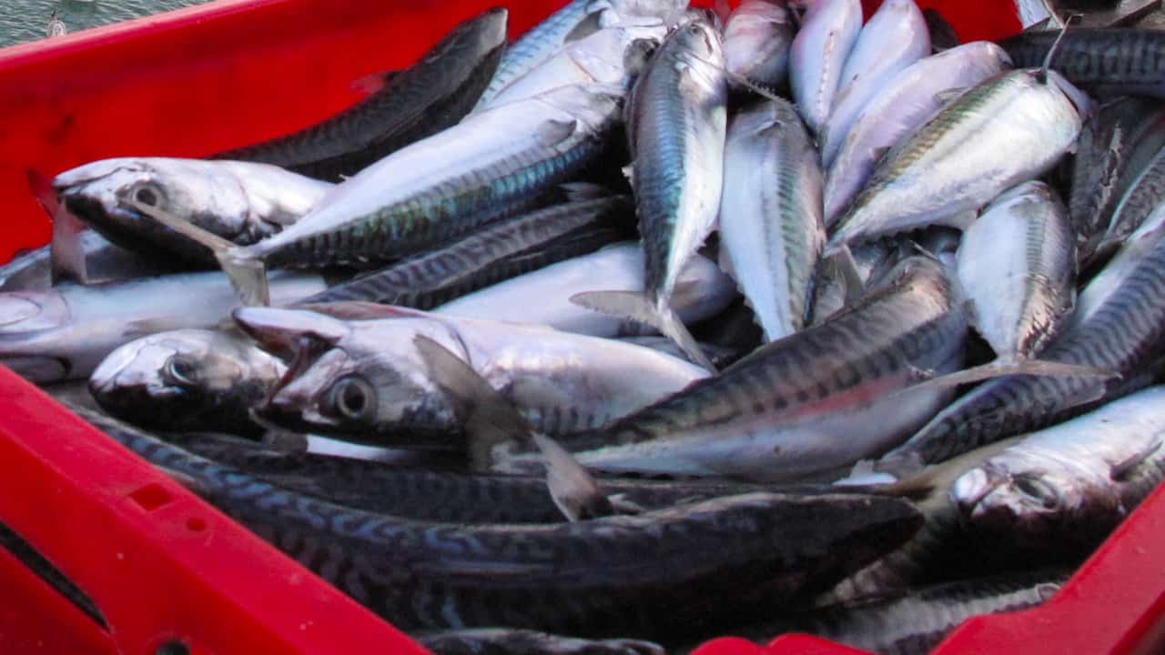 Read more about the article Progress on mackerel dispute – but festive cheer in short supply