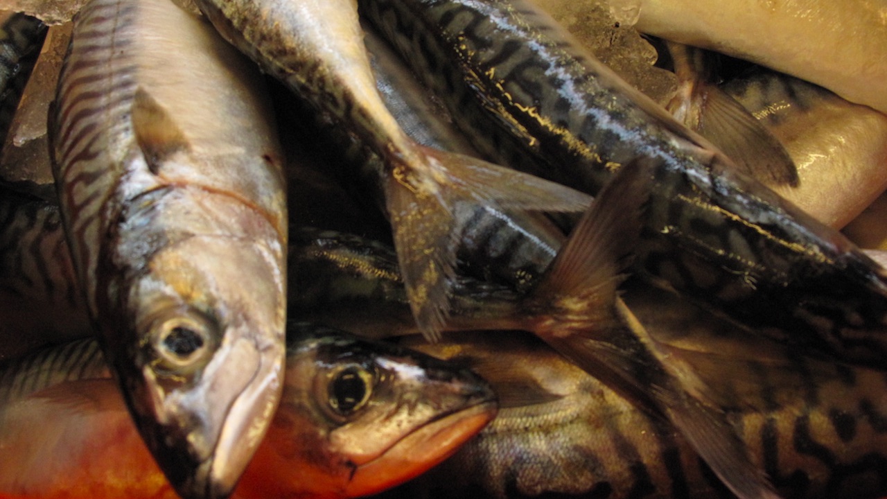 Read more about the article Norway sets provisional 130,000-tonne mackerel quota for 2025