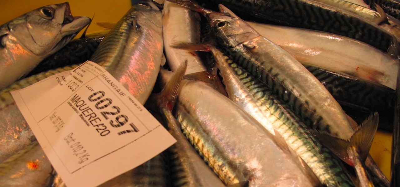 Read more about the article MSC says no to reinstating mackerel certificates – despite healthy stock